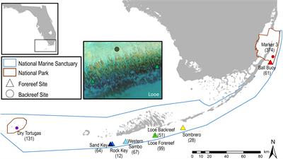 Population trajectory and stressors of Acropora palmata sites in the Florida Keys